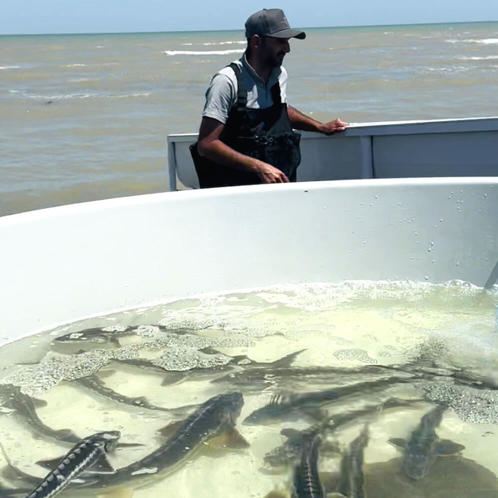 100,000 Sturgeon released into the Caspian Sea, to repopulate it.